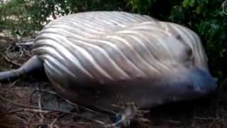 Baleia Jubarte é encontrada em área de mata na praia no Pará