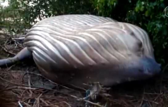 Baleia Jubarte é encontrada em área de mata na praia no Pará