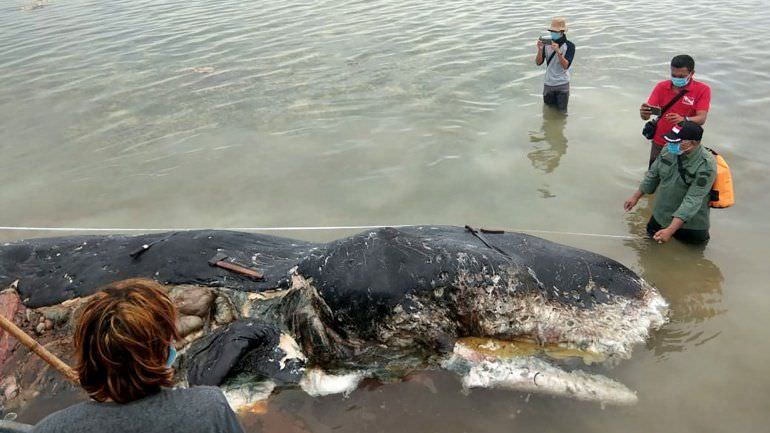 Baleia é encontrada morta com 115 copos de plástico no estômago
