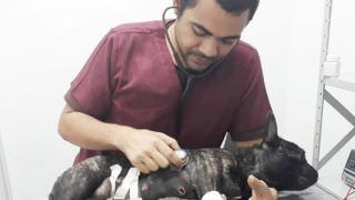 Abaixo-assinado quer proibir venda de animais em ‘pet shops’ no AM