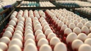 Produção de ovos bate recorde no país, segundo IBGE