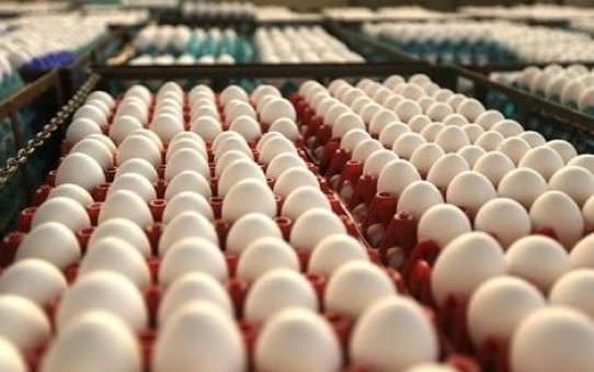 Produção de ovos bate recorde no país, segundo IBGE