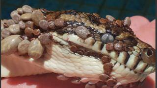 Cobra que tentava afogar 511 carrapatos é devolvida à natureza