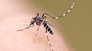 Organização Mundial da Saúde amplia alerta de febre amarela no Brasil