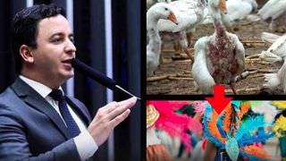 Deputado quer proibir penas e plumas de origem animal no Carnaval