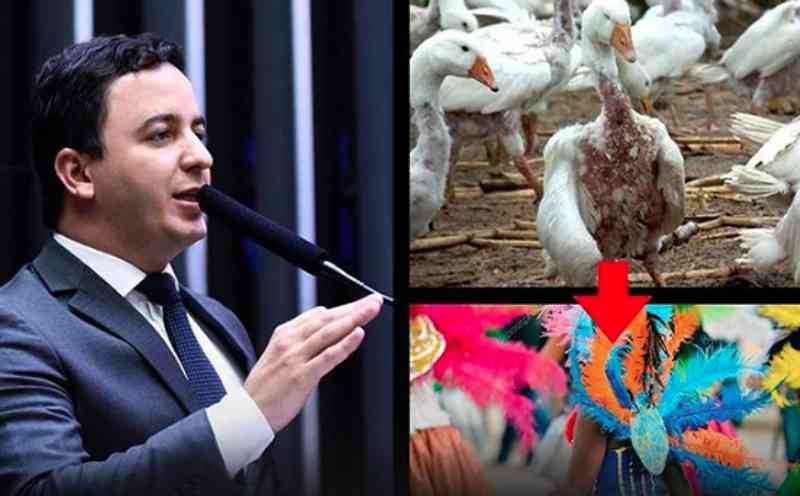 Deputado quer proibir penas e plumas de origem animal no Carnaval
