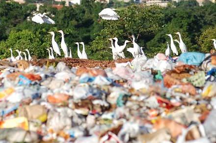 MP vai apurar degradação ambiental por lixão a céu aberto em Barcelos