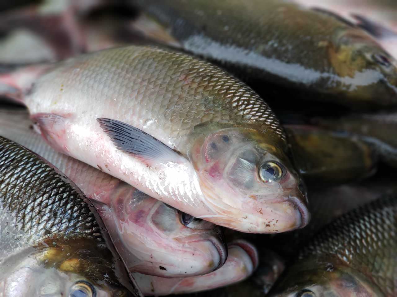 Feirão vai vender 100 toneladas de peixes a partir de R$ 5 em Manaus