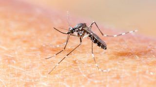 Vírus da chikungunya passou um ano despercebido no Brasil, aponta estudo