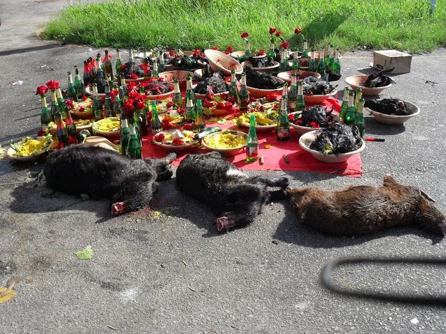 STF decide que sacrifício de animais em cultos religiosos é constitucional
