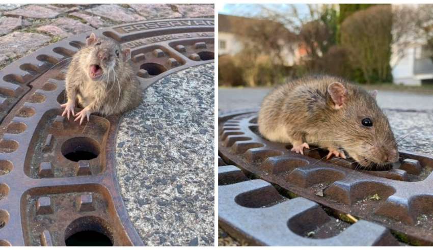 Bombeiros dão lição de vida ao salvar ratinha que comeu demais; veja vídeo