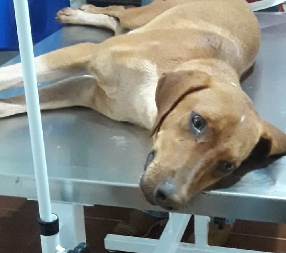 Motociclista confessa ter atirado em cachorro porque animal correu atrás dele