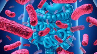 Estudo encontra relação entre bactérias do intestino e câncer colorretal