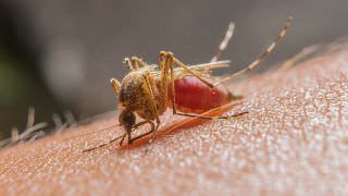 Mais de 11 mil casos de malária são registrados no Amazonas