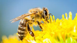 Pesquisadora fala da importância das abelhas para a agricultura