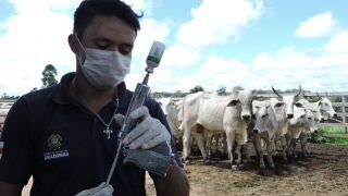Mais de 600 mil animais devem ser vacinados contra Febre Aftosa no AM