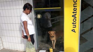 Cachorro fica preso em agência bancária a noite e mobiliza moradores