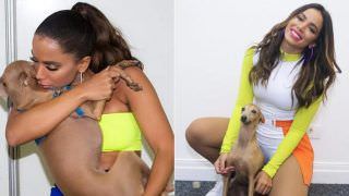 Plínio, cachorro de Anitta recebe  ameaças de morte nas redes sociais
