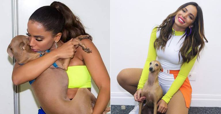 Plínio, cachorro de Anitta recebe  ameaças de morte nas redes sociais