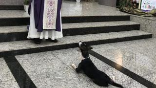 Cachorro que assiste à missa e espera hóstia viraliza na web; veja vídeo