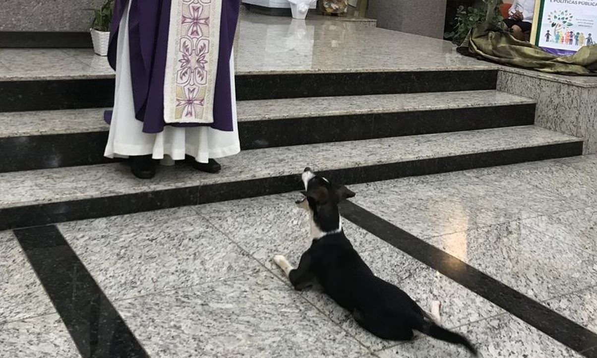 Cachorro que assiste à missa e espera hóstia viraliza na web; veja vídeo