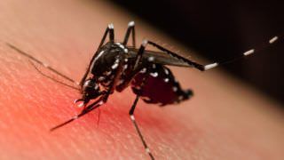 Manaus está em alerta para surto de dengue, zika e chikungunya
