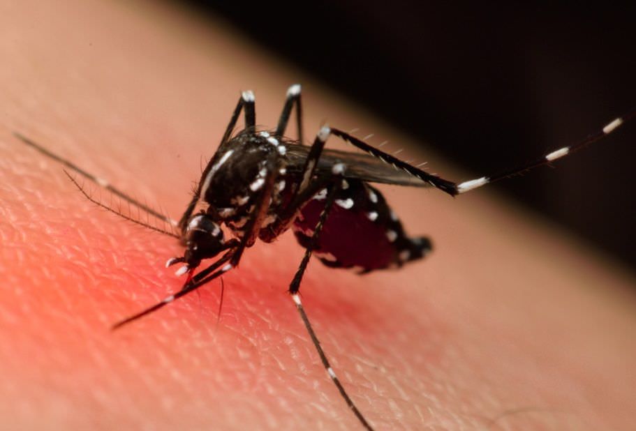 Manaus está em alerta para surto de dengue, zika e chikungunya