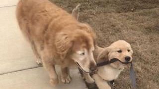 Cachorro ganha ‘cão-guia’ após perder visão