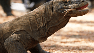 Indonésia fecha ilha de Komodo porque turistas estão roubando dragões