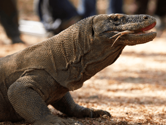 Indonésia fecha ilha de Komodo porque turistas estão roubando dragões