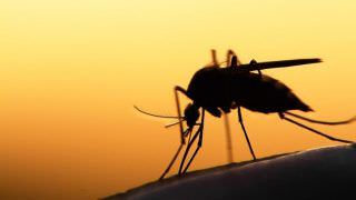Brasil reduz em 38% casos de malária em relação a 2018