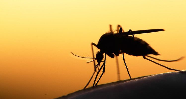 Saúde do Distrito Federal pedirá apoio do Exército para combater a dengue