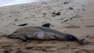 Quantidade recorde de golfinhos mortos aparece na costa da França