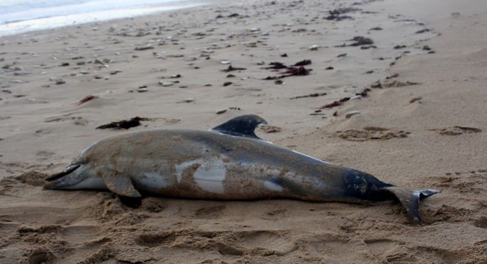 Quantidade recorde de golfinhos mortos aparece na costa da França