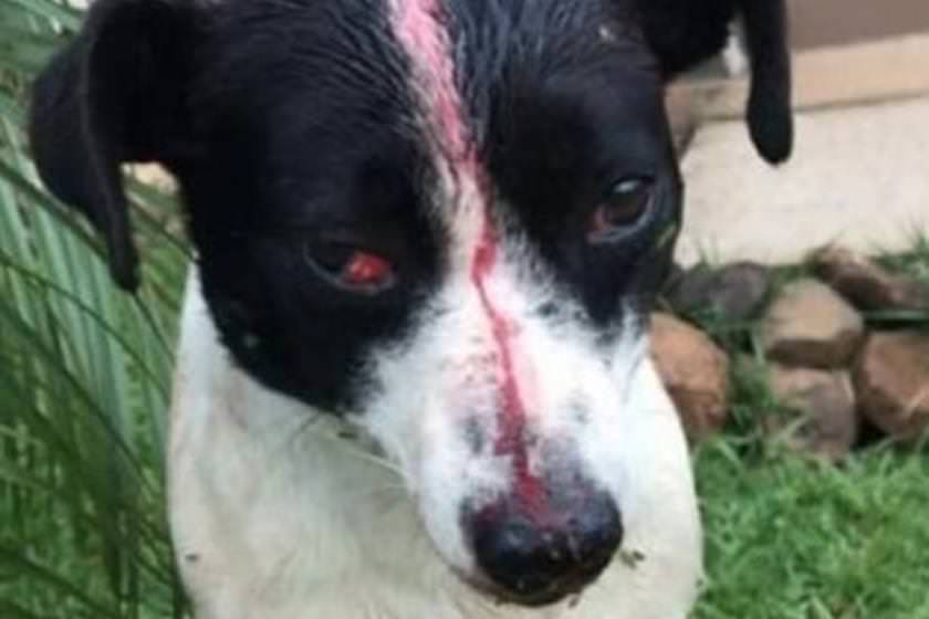 Cão é espancado, leva tiro na cabeça, tem pênis cortado e sobrevive