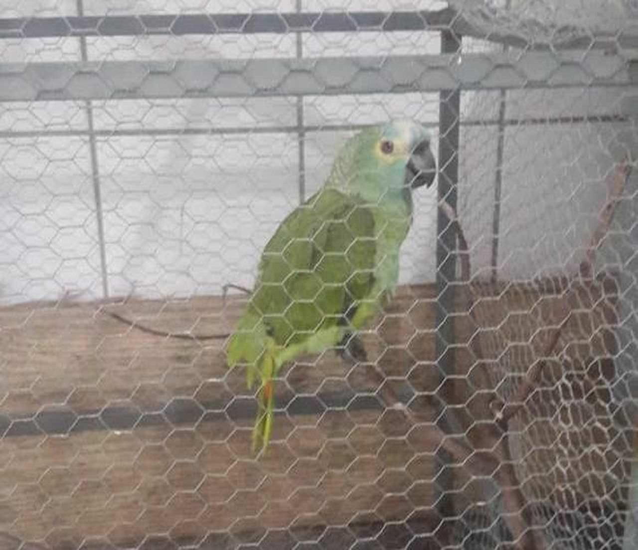 Papagaio é apreendido após anunciar polícia em ponto de tráfico