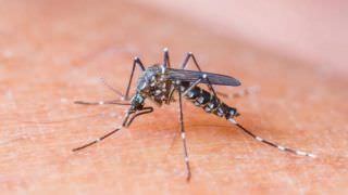Ação de combate ao Mosquito Aedes Aegypti é realizada em Manaus