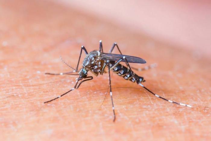 Ação de combate ao Mosquito Aedes Aegypti é realizada em Manaus