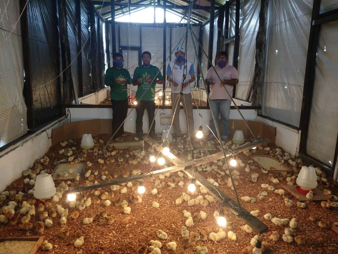 Idam monitora o nascimento de pintainhos em Maués