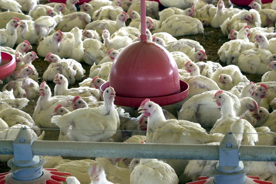 Produção de ovos tem primeira queda em 22 anos, diz IBGE