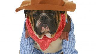 Centro de atenção animal realiza festa junina para os pets
