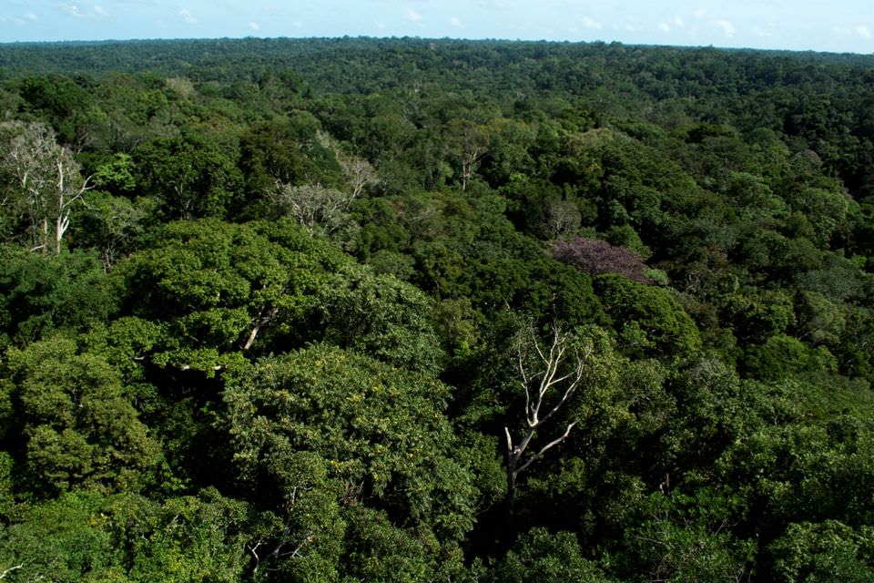 Bolsonaro confirma desejo de liberar exportação de madeira da Amazônia