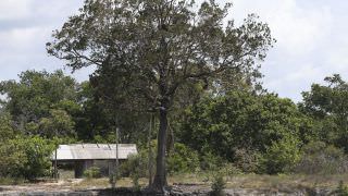 Um milhão de espécies estão ameaçadas de extinção, mostra ONU