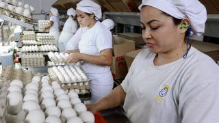 Em três meses, Amazonas produziu 154 milhões de ovos