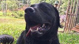 Cão que ajudou em Brumadinho morre durante busca por desaparecido