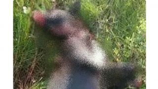 Homem ataca cadela e mata com golpes de facão