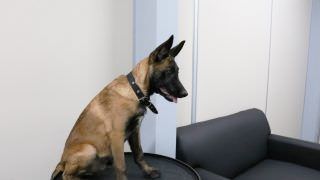 Grupo Fera tem primeiro cão policial 'preparado como guerreiro'