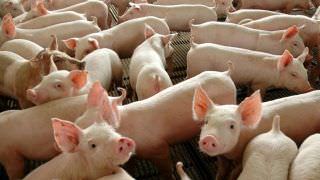 China autoriza importação de gordura de porco do Brasil