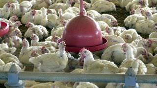 Produção de ovos tem primeira queda em 22 anos, diz IBGE