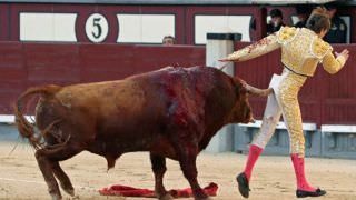 Toureiro leva chifrada no ânus durante duelo em Madri